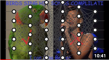A screenshot of a youtube thumbnail for the video 'Parrots & Cockatiels Singing Hit Songs FUNNY BIRDS COMPLILATION' that shows an image of a parrot with a tick over it beside an image of Rihanna with an x over it.